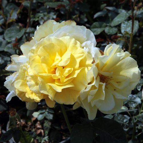 Sárga - Csokros virágú - magastörzsű rózsafa- bokros koronaforma